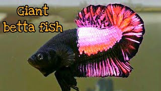 Ultimate Guide to Giant Betta Fish Care Tips Tank Setup and Breeding [upl. by Philippa]