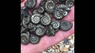 Beautiful Fossil Ammonites [upl. by Gnuoy]