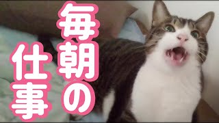 【猫の可愛い仕事ぶり】飼い主を起こすことが毎日の日課 [upl. by Quent]