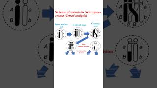 Scheme of meiosis in Neurospora crassa education microbiology cellanalysis genetics [upl. by Nehr645]