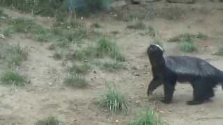 Honey Badger Mellivora capensis Prague Zoo גירית הדבש [upl. by Idhem]