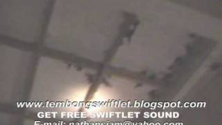 Inside Swiftlet House In Aceh [upl. by Amberly]