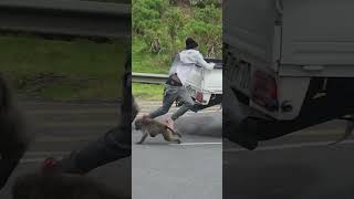 Man attacked by baboon after teasing in Cape Town South Africa [upl. by Zetana]