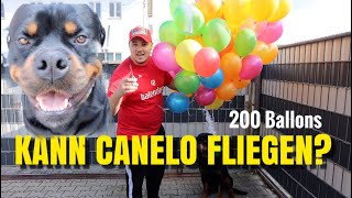 200 Helium Ballons 🎈 vs Canelo  hebt er ab 😱 [upl. by Onitrof75]