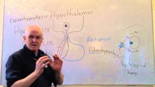 Endocrine lesson 1 Introduction and pituitary [upl. by Allebara290]