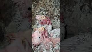 Galah cockatoos breeding in a log and raising 4 babies [upl. by Colwell]