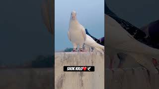 Shok krlo❤️🕊️😂tanshupigeonloft shorts viralvideo youtubeshorts youtube pigeon pets [upl. by Odlonyer]