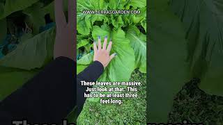 Mustard Green Marvel Meet the Florida Broadleaf Giant [upl. by Aineg]