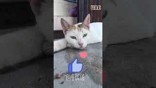 Cute two colored eye catcute catarebian catpetlovers [upl. by Accem]