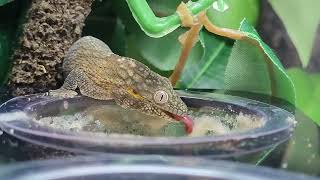 Chameleon gecko Feeding [upl. by Heron]