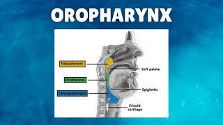 Oropharynx Anatomy  Definition Location Boundaries Lymphatics Functions [upl. by Arodnahs]