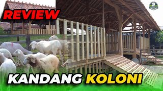 REVIEW KANDANG KOLONI HIMMATANA FARM [upl. by Eneiluj]