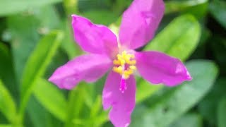 Talinum paniculatum Dalda Saag Eatable Plant [upl. by Lladnyk531]