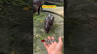 Today this baby hippo was bornshortvideo [upl. by Kerrin]