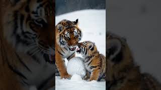 Tiger Cub Dont steal my Snowballs tigercats tigercat animals cutepets cuteanimals [upl. by Airot790]