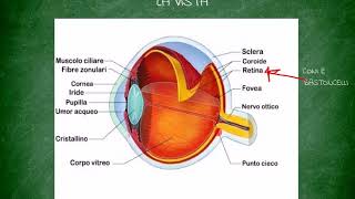 Locchio e la vista  i cinque sensi [upl. by Racso]