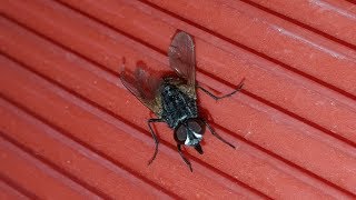 HOUSEFLY INSECT EATING UNDER MICROSCOPE ALIVE  CLOSEUP [upl. by Keelby]