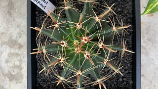 How to repotting thorny cactus  Replanting cactus [upl. by Dumah]