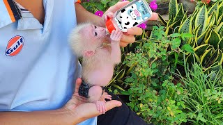 Baby monkey suna drinking milk is delicious [upl. by Yelyac471]