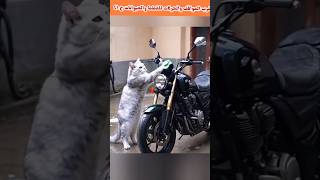 أغرب المواقف والحركات للقطط والحيوانات ج ٤١💯💥🎉🐈🐕 [upl. by Inglebert]