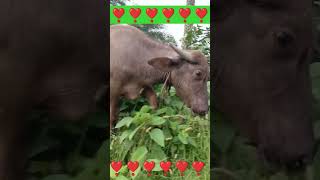 green 💚🍏 grass video  buffalo video [upl. by Attenohs]