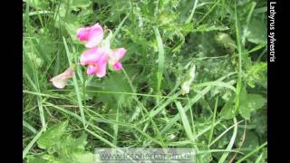 Lathyrus sylvestris Boslathyrus [upl. by Gottuard975]