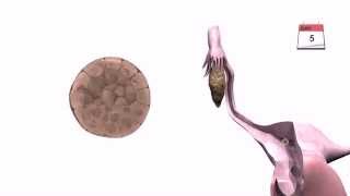 General Embryology  Detailed Animation On Implantation [upl. by Ennalyrehc]