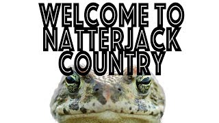 Meet the famous but elusive NatterJack toad [upl. by Travis]