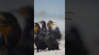 Doublecrested Cormorant wildlife wildlifephotography naturephotography naturelovers nature [upl. by Bela755]