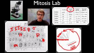 AP Biology Lab 3 Mitosis and Meiosis [upl. by Acisey]