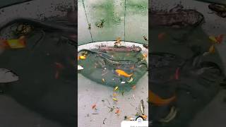 amazing fishing fishingwithnet fishing fish bdfishinglife koi netfishing [upl. by Jania462]