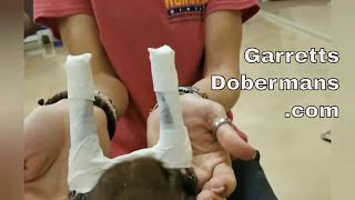 Simple Ear Wrap Procedure for Cropped Doberman Puppies [upl. by Erbma]