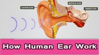 How human ear worksEar structure and functionear anatomy [upl. by Anaitit810]