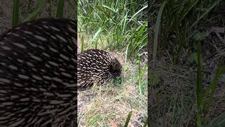 Echidna Came across this little guy while walking along a trail otways stralia echidna [upl. by Neeloj]