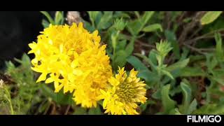 Gaillardia Flower Plantsగైలార్డియా ఫ్లవర్ ప్లాంట్లు [upl. by Lantz]