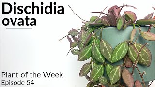 How To Care For Dischidia ovata  Plant Of The Week Ep 54 [upl. by Falk]