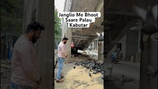 Janglio me Awaara Paaltu kabutar kabutar pigeon viralvideochallenge [upl. by Alodi]