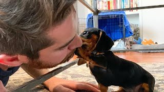 Funny mini wiener dogs Try Not to laugh videos compilation 2024  funny Mini Dachshund dogs videos [upl. by Atnauqahs]