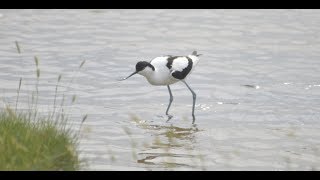 Rare Birds Breed At Farlington Marshes For The First Time [upl. by Aisorbma571]