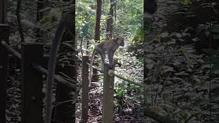 OMG A Perfect Landing of a Jumping Monkey shortvideo nature monkey primate simians iwildlife [upl. by Ynattirb]