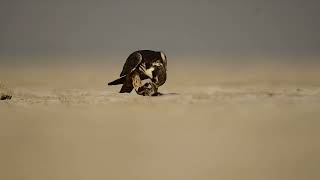 Eurasian Hobby in action at sambhar lake kill eurasianhobby birdsofprey migration [upl. by Adlanor]