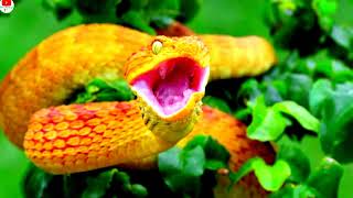 Screaming Snake 🐍🐍🐍  Scary Voice of the snake [upl. by Mlawsky641]