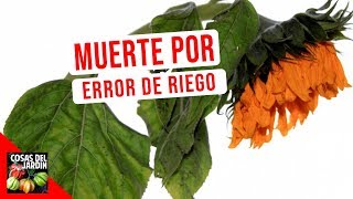 BASTA DE MATAR PLANTAS CON ESTAS 10 REGLAS PARA REGAR COMO SE DEBE [upl. by Nylaras]