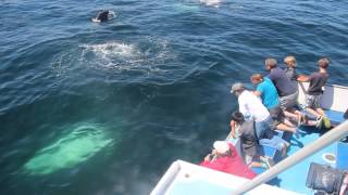 Whale watch in the Bay of Fundy Digby Neck Nova Scotia  wwwnovascotiacc [upl. by Nnaeilsel]