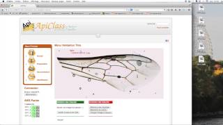 BIOMETRIE 3  déterminer la race dabeilles par lanalyse des ailes [upl. by Shannen]