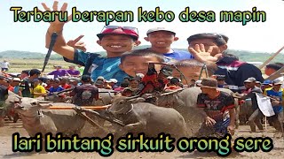 TERBARU BERAPAN KEBO DESA MAPIN MINGGU 3 NOVEMBER SIRKUIT ORONG SERE LARI BINTANG KELAS SETAN [upl. by Anomer]