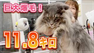 【スタークちゃん】本当に猫？、118 キロさすがにデカい！【メインクーン】 [upl. by Adiela]