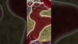 Placenta formation  Placenta delivery  Anterior Posterior  Placenta kya hai  Dr Neeraj Pahlajani [upl. by Yla]