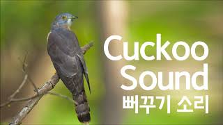 Cuckoo Sound Bird Singing Natural Sound 뻐꾸기 소리 ASMR [upl. by Calysta]