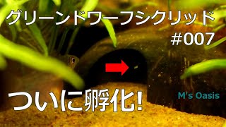 グリーンドワーフシクリッド 007 ドイツブリード 孵化1回目 Biotoecus opercularis fry have just hatched [upl. by Lukas]